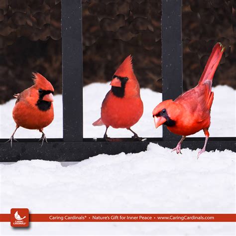 Cardinal Facts — CARING CARDINALS