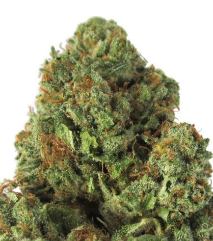 Midnight Mass - Strain Information - Cannaconnection.com - Strain Information