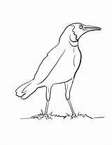 Crow Outline Drawing Sketch Coloring Page sketch template