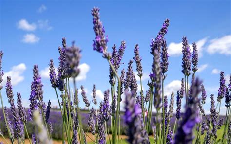 Visiting the Cotswold Lavender fields [2024]: Everything you need to know