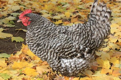 Barred Plymouth Rock Hen Stock Photos - Image: 27480543