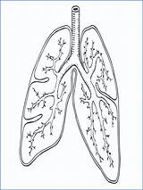 Pulmonary Circulation Coloring Page Sketch sketch template