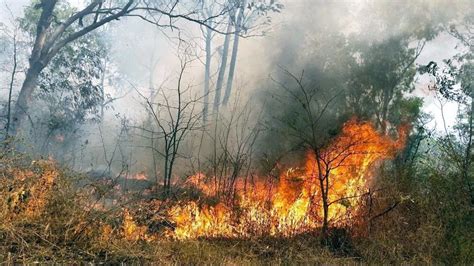 Uttarakhand witnessing unprecedented forest fires | Latest News India - Hindustan Times