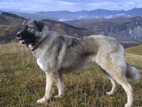 Carpathian Sheepdog (Carpathian Shepherd Dog Info, Temperament, Puppies, Pictures)