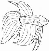 Colorir Peixes Desenhos Peixinhos Freshwater 4to40 Tudodesenhos  sketch template