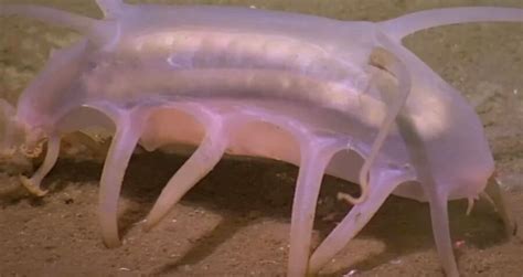 Sea Pigs Look Like Aliens And Live On The Ocean Floor