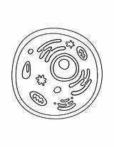 Animal Cell Coloring Sheet By MiddleSchoolMom  TPT sketch template