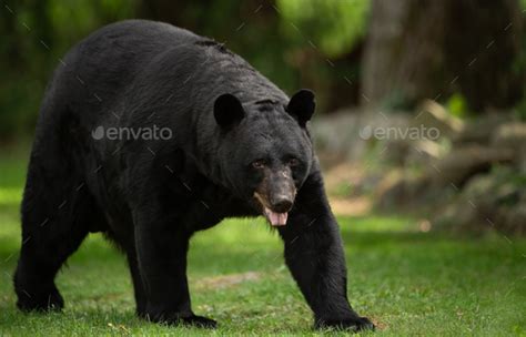 Black Bear Portrait Stock Photo by harrycollinsphotography | PhotoDune