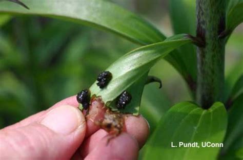 Lily Leaf Beetle Larvae | Center for Agriculture, Food, and the Environment