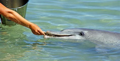 Dolphin Feeding Tin Can Bay | Feed Dolphins! | Sleepy Lagoon Motel