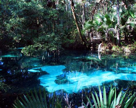 Juniper sand boils | Places to travel, Ocala national forest, Vacation ...