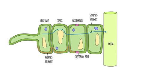 Water Transport and Transpiration (A Level) — the science sauce