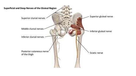 Gluteal Nerve: Origin, Anatomy, Course & Branches