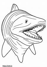 Basking Shark coloring Pages  Free Printable sketch template
