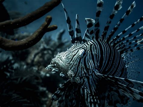 Lionfish Hunting - Help us protect the reef