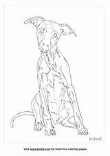 Whippet Coloring Page Pages Sketch sketch template