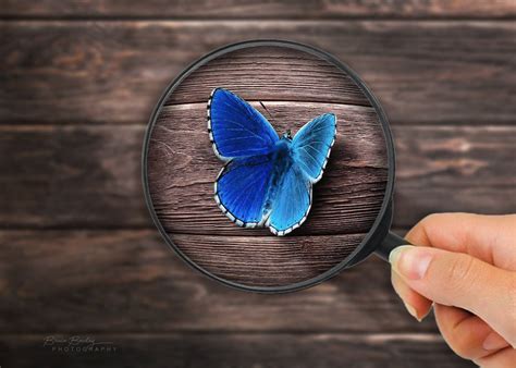 Free stock photo of butterfly, magnifying glass, manipulation