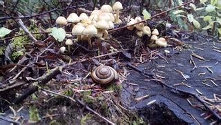 Plants & Fungi, Coos County, Oregon | Plants & Fungi, Coos C… | Flickr