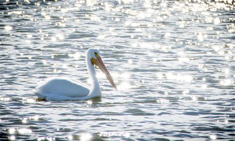 The birds of the Salton Sea need our help | Audubon California