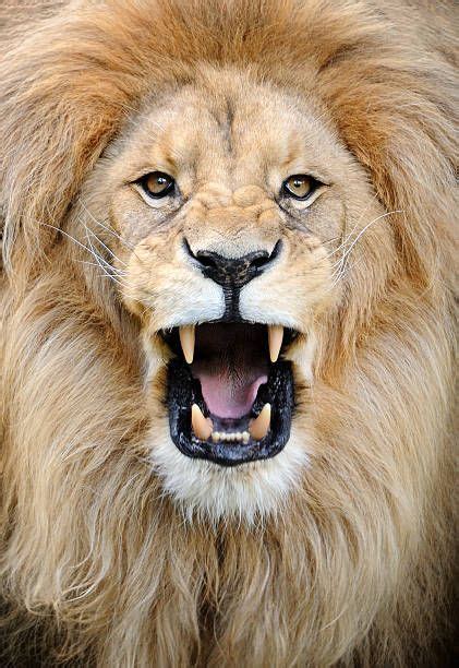 roaring lion stock photo | Roaring lion, Lion photography, Roaring lion ...