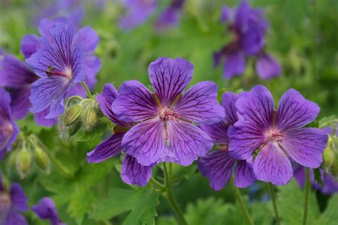 Free Images : blossom, purple, bloom, green, stamp, flora, wildflower, stamen, viola, cranesbill ...