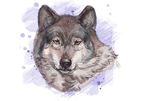 Wolf Gray Wolf Fierce, Wolf, Animal, Wolf Head PNG Transparent Clipart Image and PSD File for ...