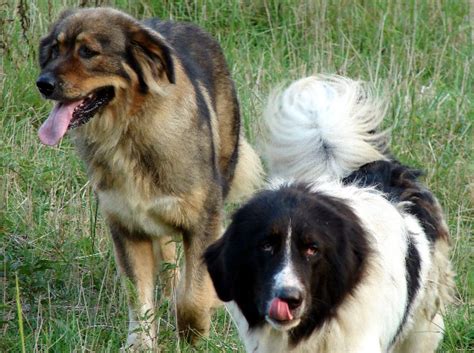 Karakachan (Bulgarian Shepherd) Info, Temperament, Puppies Pictures, Video