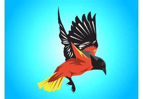 Colorful Bird - Download Free Vector Art, Stock Graphics & Images