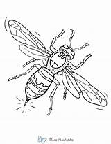 Printable Hornet Coloring Page sketch template