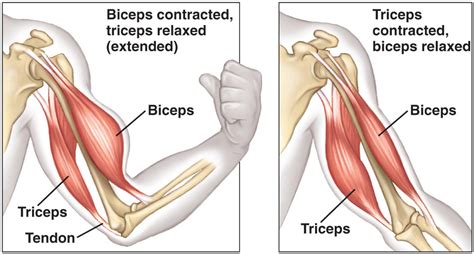 Pin en Muscle Movement Study