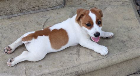 Jack Russell Terrier.Meet Jackie a Puppy for Adoption.