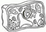 Cell Coloring Page  Coloring Home sketch template