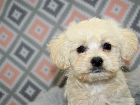 Morkie Poo-DOG-Female-Apricot-3155053-Petland Dunwoody Puppies For Sale