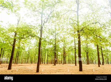 Forest of Sal trees, Shorea robusta of Shantiniketan, West Bengal ...