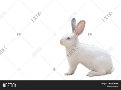 Cute White Fluffy Image & Photo (Free Trial) | Bigstock