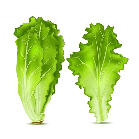 Lettuce Clipart Png Image - ClipartLib