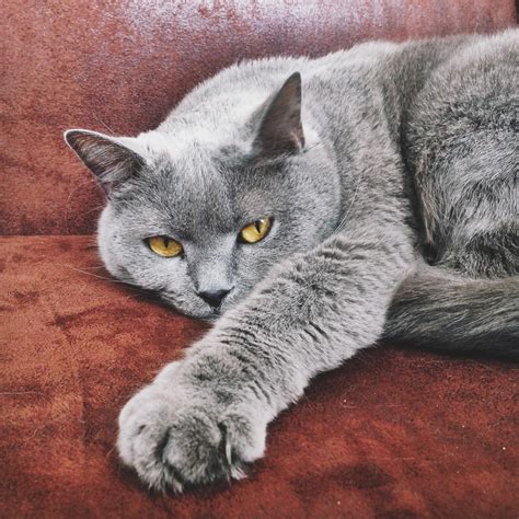 Chartreux cat Grey Cats, Blue Cats, Kittens Cutest, Cats And Kittens, Cats Meowing, Animals And ...