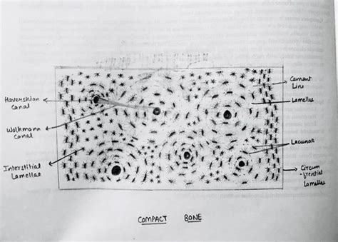 Compact Bone Histology