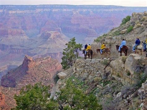 Riding on Donkey In Grand Canyon #arizonahikingtrips | Trip to grand ...