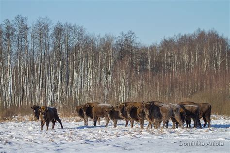 "Bison Herd" by Dominika Aniola | Redbubble