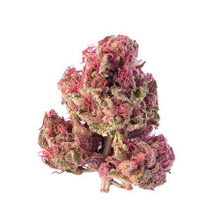 Pink Kush Strain (AA) - 420 Green Vision