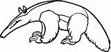 Dibujo De Oso hormiguero Joven Para Colorear  Dibujos sketch template