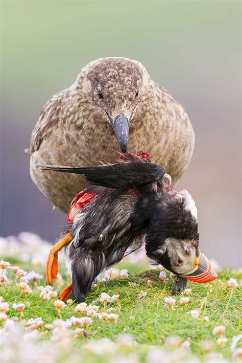 Estos son los ganadores de los premios British Wildlife Photographer of the Year - PHOTOLARI