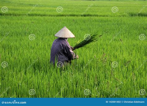 Rice Farmer at Harvest - Vietnam Asia Stock Photo - Image of field ...