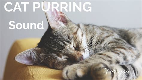 Cat purring sound for Relaxing, All cat lover's | katten purring sound - YouTube