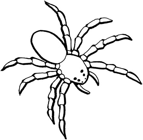 Full Version of Spider Coloring Pages Five | Educative Printable