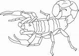Scorpion Printable sketch template
