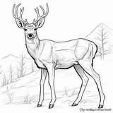 Mule Deer Coloring Pages  Free & Printable sketch template