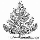 Pine Tree Coloring Pages  Free & Printable sketch template