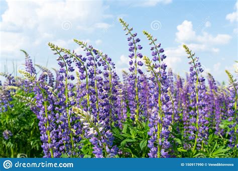 Lupine Field with Purple and Blue Flowers. Bunch of Lupines Summer Flower Background. Lupinus ...